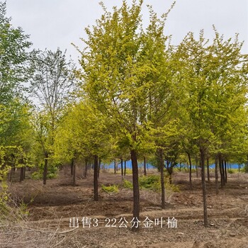 山西晉城金葉榆產(chǎn)地,黃葉榆