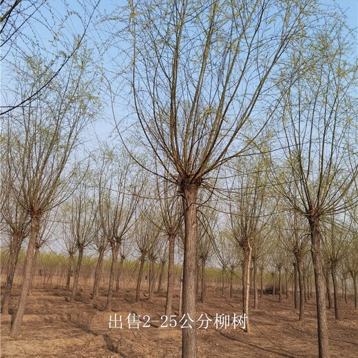 西藏昌都柳樹批發(fā),西湖垂柳