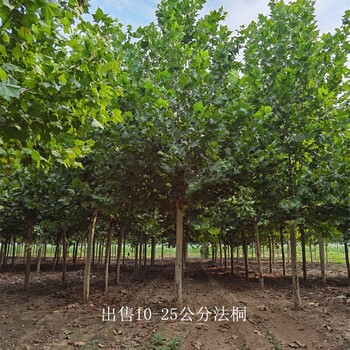 新疆巴音郭楞法桐樹,好養(yǎng)易活