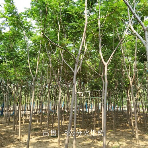 新疆北屯火炬樹(shù)出售,高存活率