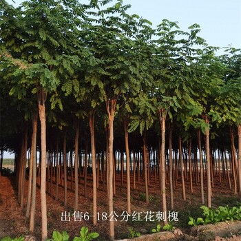 甘肅武威紅花刺槐樹