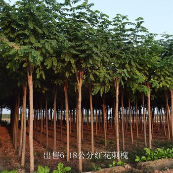 湖北天门红花刺槐