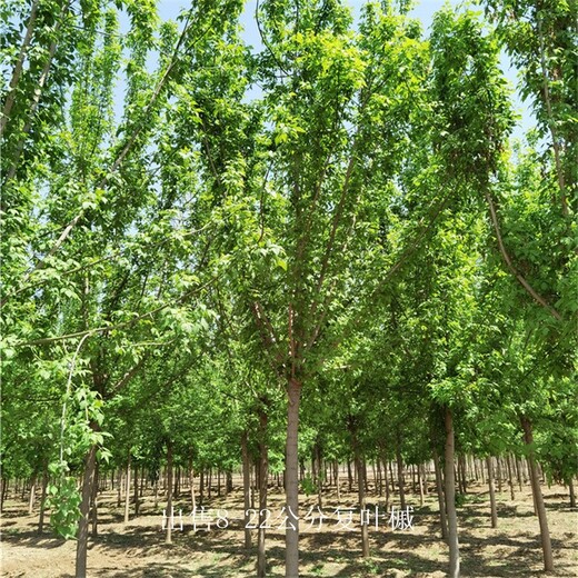 重慶開(kāi)縣復(fù)葉槭樹(shù),金葉復(fù)葉槭