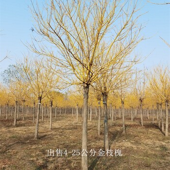 河南南陽(yáng)金枝槐價(jià)格,樹(shù)大型好