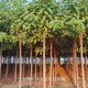 6公分紅花刺槐圖