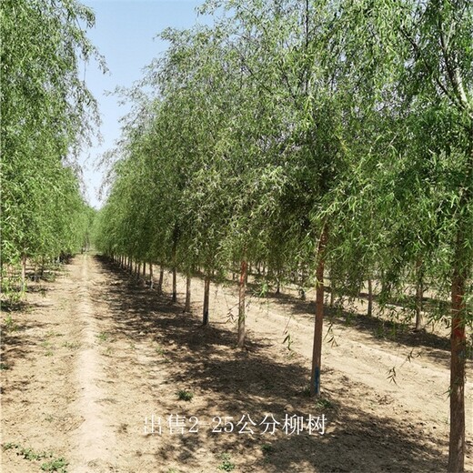 湖南張家界柳樹基地,西湖垂柳