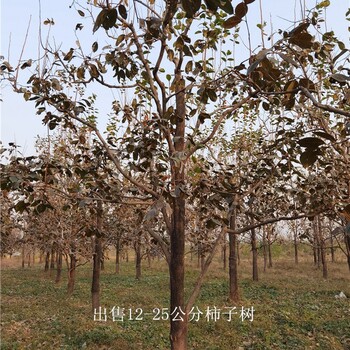 河南駐馬店柿子樹供應(yīng),工程種植
