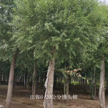 河南開封饅頭柳樹苗,景觀價值高