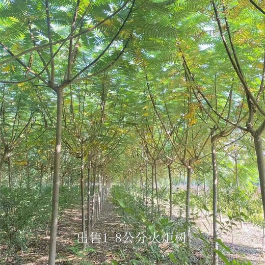 新疆可克達拉火炬樹,適應(yīng)性廣