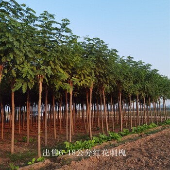 6公分紅花刺槐價格,紅花槐樹
