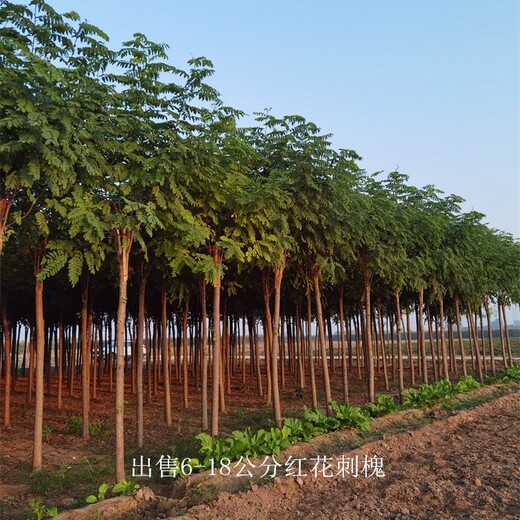 江蘇南京12公分紅花刺槐樹苗,紅花洋槐