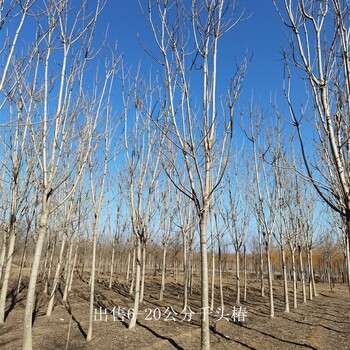 世澤園林-基地種植-千頭椿基地-隨選隨挖-主打產品
