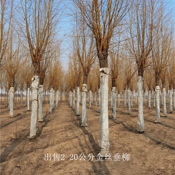 貴州六盤水金絲垂柳批發,黃金柳