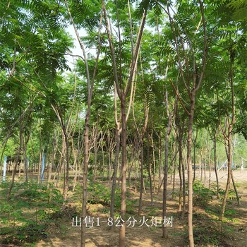 安徽淮南火炬樹產(chǎn)地,高存活率