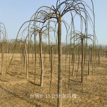 龍爪槐規(guī)格-苗木產(chǎn)業(yè)-世澤園林-高存活率-大冠幅