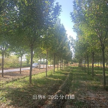 重庆巫溪白蜡供应,树形美观