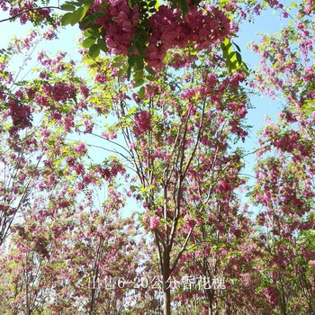 云南德宏香花槐,紅花槐
