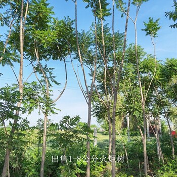工程種植-世澤園林-景觀價(jià)值高-5公分火炬樹(shù)