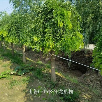 世澤園林-10cm龍爪槐-技術(shù)指導(dǎo)-枝葉繁盛