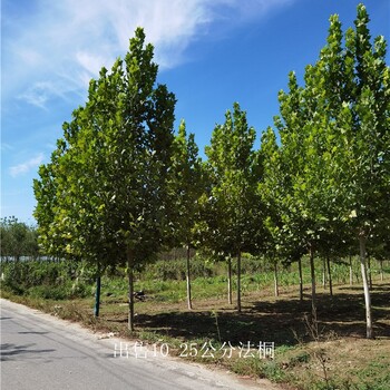 法桐樹價(jià)格-法桐價(jià)錢-一站式采購(gòu)-苗木培育基地