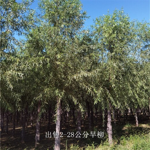 旱柳苗木,青皮柳
