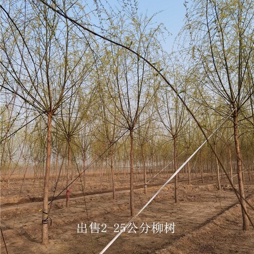 江西新余柳樹報(bào)價(jià),長期出售