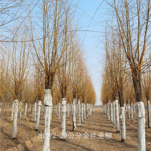 陜西渭南金絲垂柳