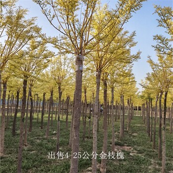 河南鶴壁金枝槐報價,樹大型好