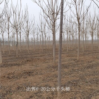 世澤園林-基地加農戶-千頭椿種植-適應性強-質量好