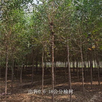6公分榆樹出售,白榆