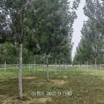 8公分白蠟批發-歡迎考察-八公分白蠟-質量