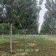 錫林郭勒盟白蠟圖