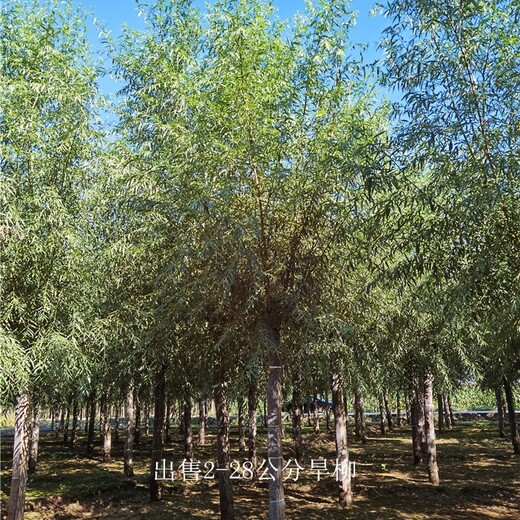 四川旱柳樹(shù)苗,規(guī)格全