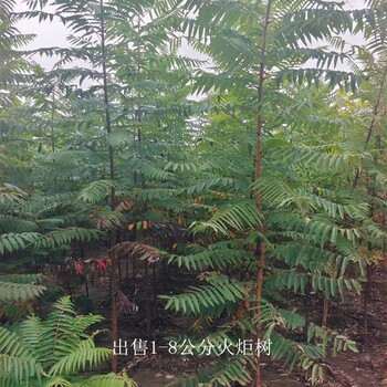 內(nèi)蒙古興安盟火炬樹,適應(yīng)性廣