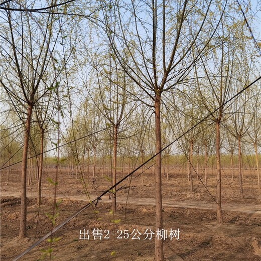 河南三門峽柳樹批發,長期出售