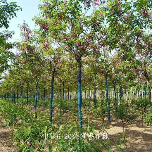 河南信阳香花槐出售,红花槐