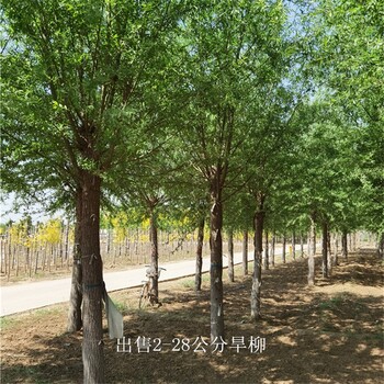 寧夏固原旱柳,青皮柳