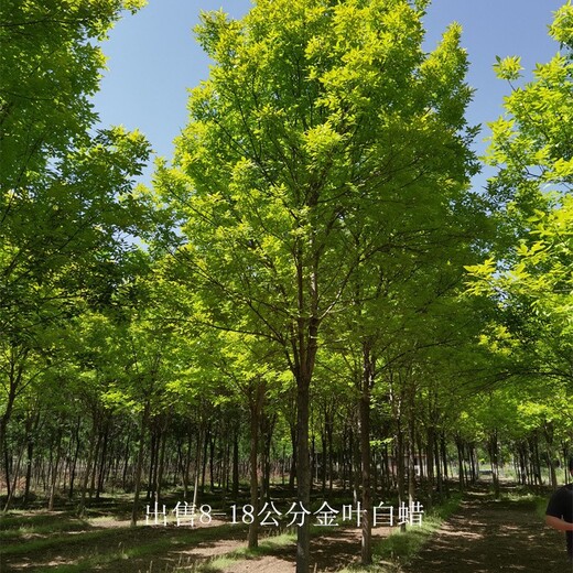 新疆鐵門關(guān)金葉白蠟批發(fā),金枝白蠟