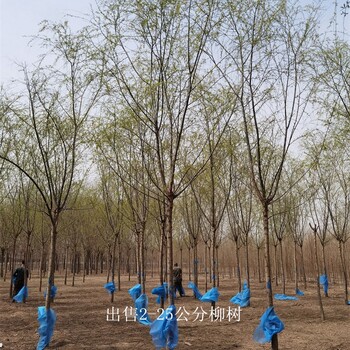四川攀枝花柳樹,長期出售