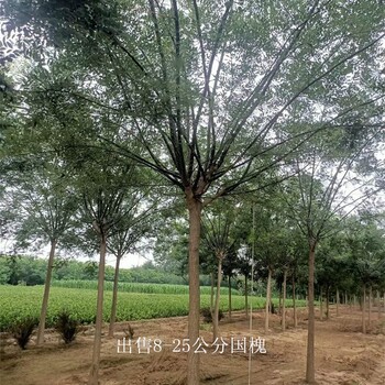 河南駐馬店國槐報價,金枝國槐