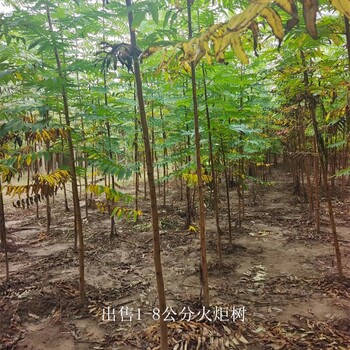 安徽六安火炬樹產地,適應性廣