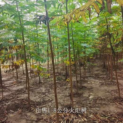 陜西安康火炬樹(shù)報(bào)價(jià),高存活率