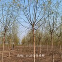 新疆巴音郭楞垂柳價(jià)格,柳樹