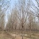 18公分白蠟圖