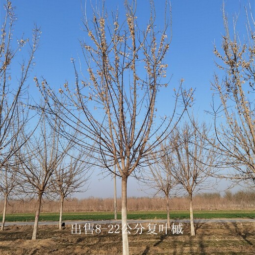重慶九龍坡復(fù)葉槭報(bào)價(jià),金葉復(fù)葉槭