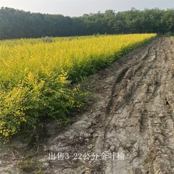 安徽宣城金葉榆價格