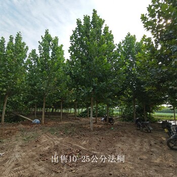 重慶南岸法桐報價,好養(yǎng)易活