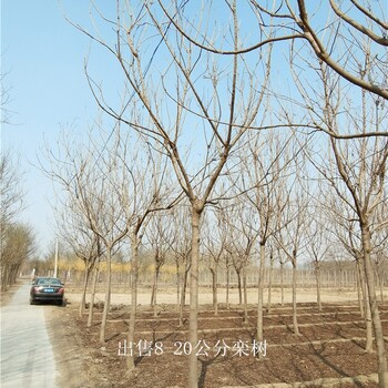 世澤園林,市場(chǎng)供應(yīng),17公分欒樹(shù),鮮活易養(yǎng),質(zhì)量好