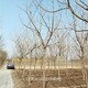北方欒樹(shù)圖