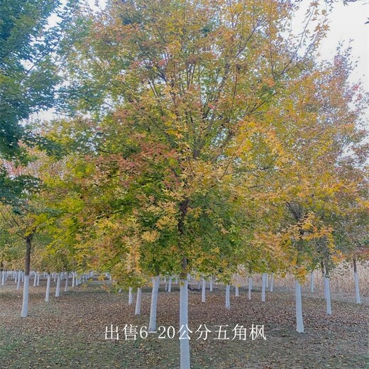 山西晉中五角楓出售,元寶楓